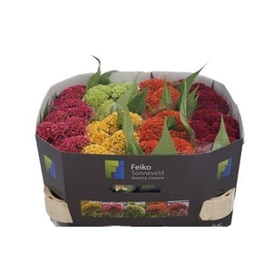Celosia argentea (Crisgrp) Act gemengd in fust