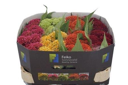 <h4>Celosia argentea (Crisgrp) Act gemengd in fust</h4>