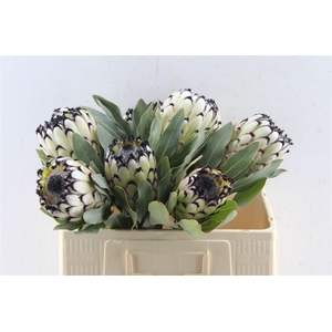 Protea M Sno Leopard
