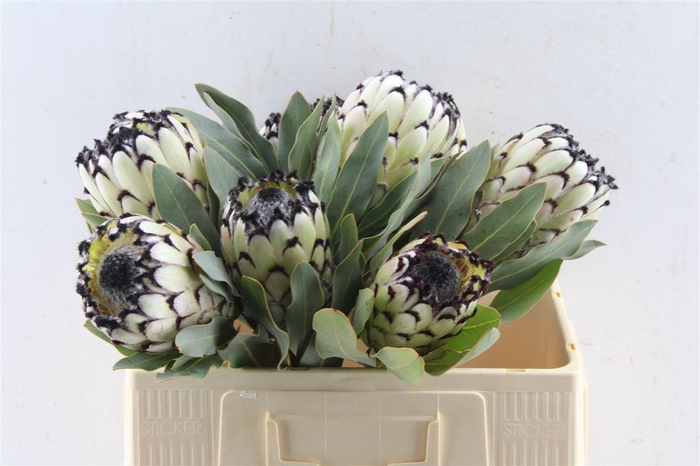 <h4>Protea M Sno Leopard</h4>