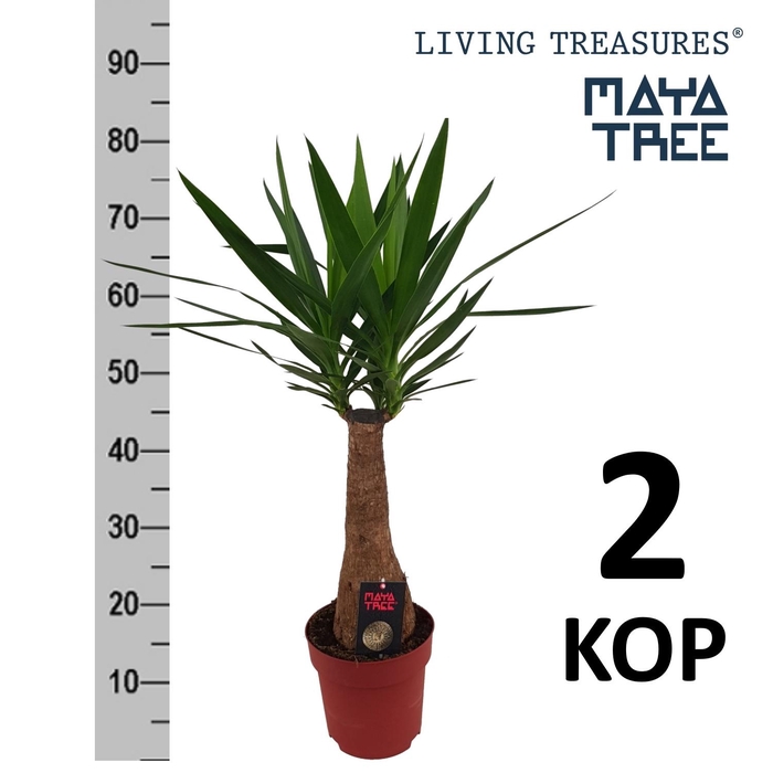 <h4>YUC ELEPHANTIPES</h4>