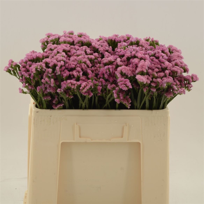 <h4>Statice Overig Donker Roze</h4>