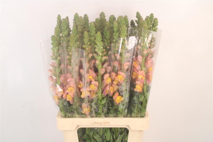 <h4>Antirrhinum It. Orange</h4>