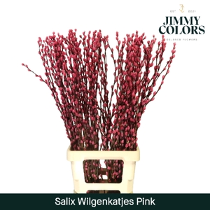 Salix Katjes L90 Klbh. Roze