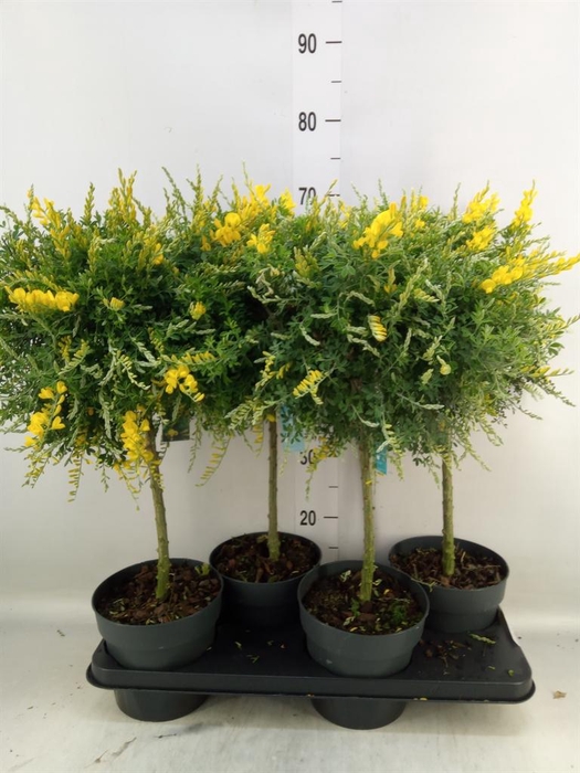 <h4>Genista spachiana</h4>