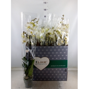 Phalaenopsis   ...white