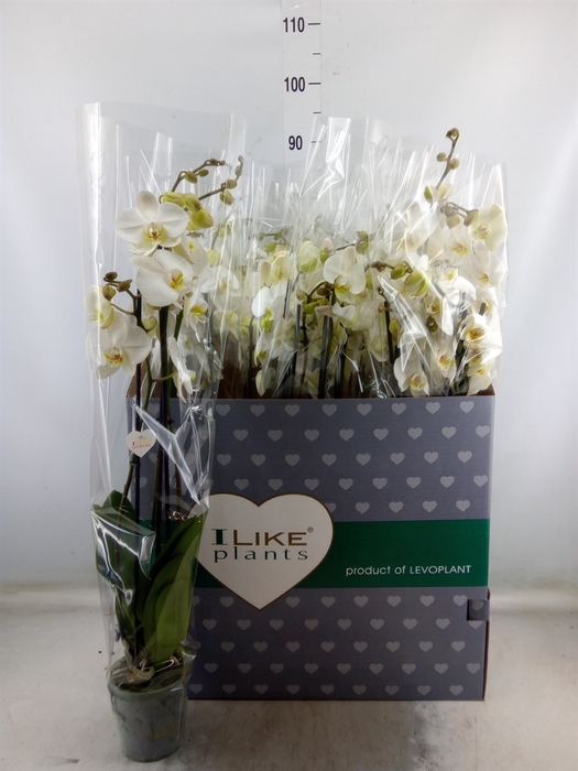 <h4>Phalaenopsis   ...white</h4>