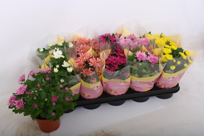 <h4>CHRYS GEVULDBL GEM</h4>