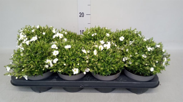 <h4>Arenaria montana</h4>