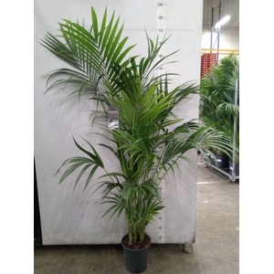 Howea forsteriana