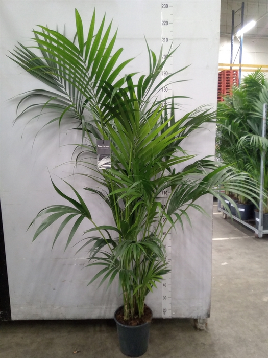 <h4>Howea forsteriana</h4>