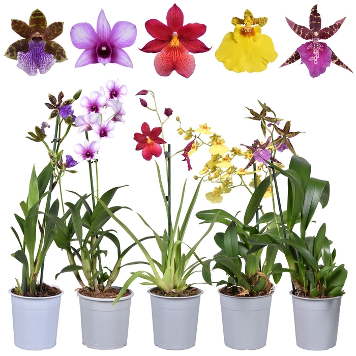 <h4>Orchideeën overig</h4>
