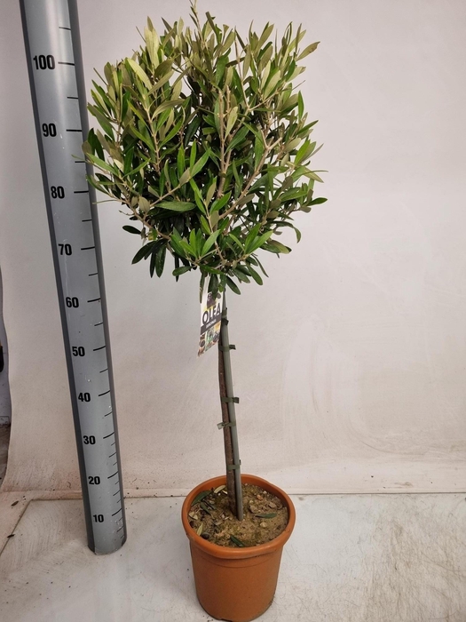 <h4>OLEA EUROPAEA</h4>