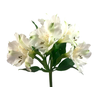 ALSTROEMERIA MISTRAL 080 CM