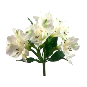 ALSTROEMERIA MISTRAL 080 CM