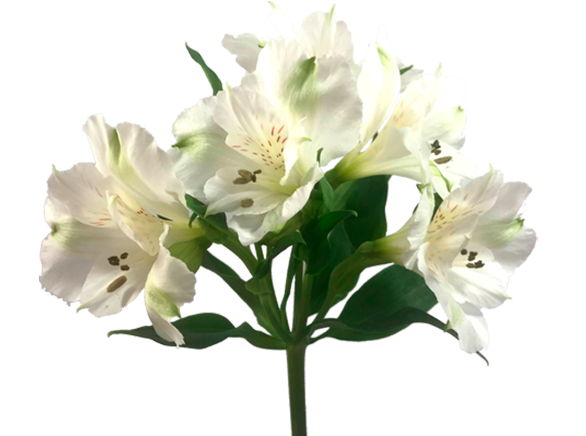 <h4>ALSTROEMERIA MISTRAL 070 CM</h4>