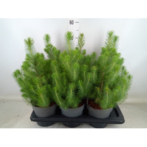 Pinus pinea 'Silver Crest'