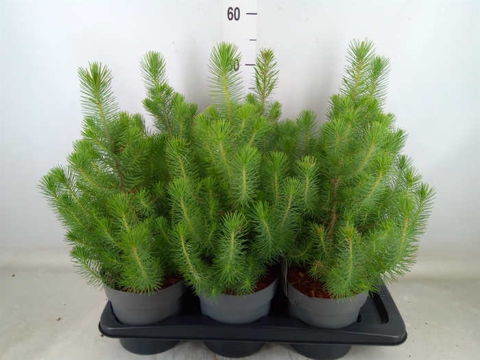 <h4>Pinus pinea 'Silver Crest'</h4>