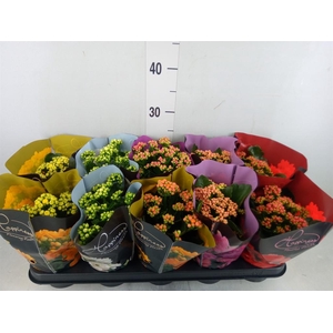 Kalanchoe blos. 'Perfecta'  ..mix 5