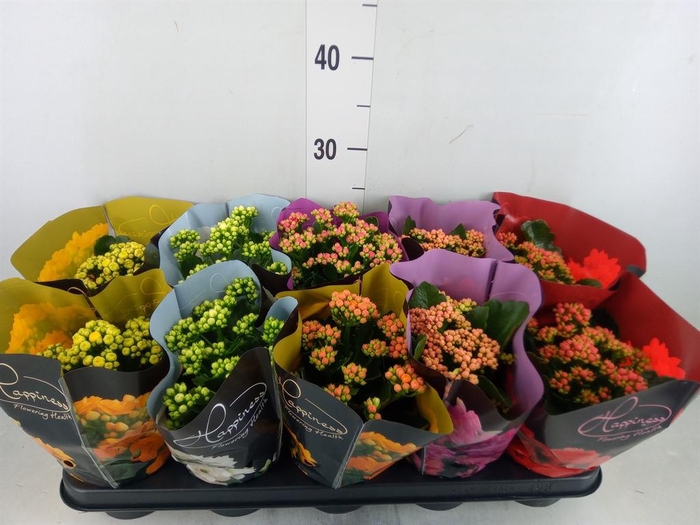 <h4>Kalanchoe blos. 'Perfecta'  ..mix 5</h4>