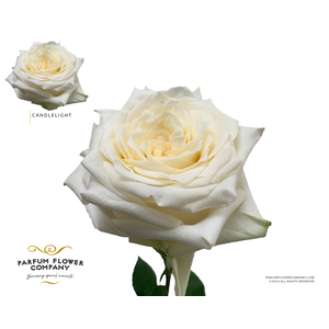 Rosa Premium Candlelight