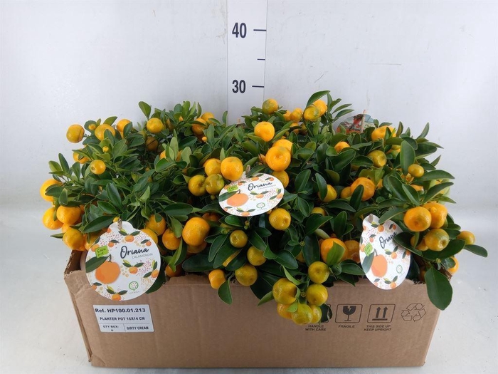 <h4>Arr.   Tuinplanten H%</h4>