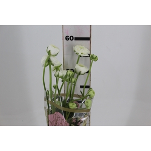 RANUNCULUS BIANCO BRANCO 050 CM