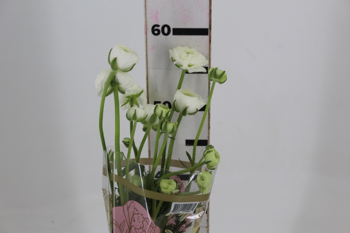 <h4>RANUNCULUS BIANCO BRANCO 050 CM</h4>