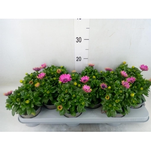 Osteospermum  'Margarita Cool Purp'