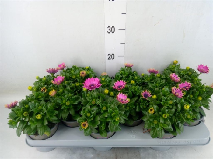 <h4>Osteospermum  'Margarita Cool Purp'</h4>