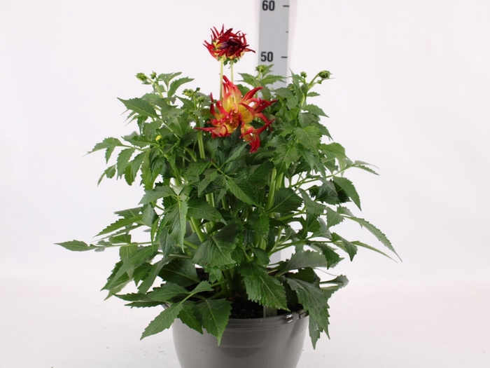 <h4>DAHL L MAG FUN FLAME</h4>