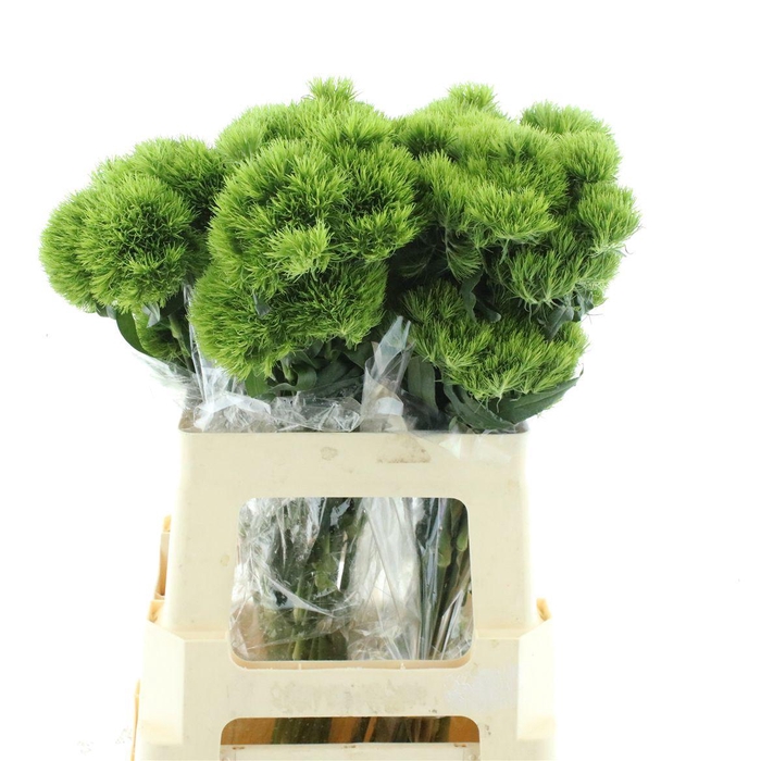 <h4>Di Barb Kiwi Mellow Cool Super</h4>