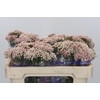 Ozothamnus Cooks Pink