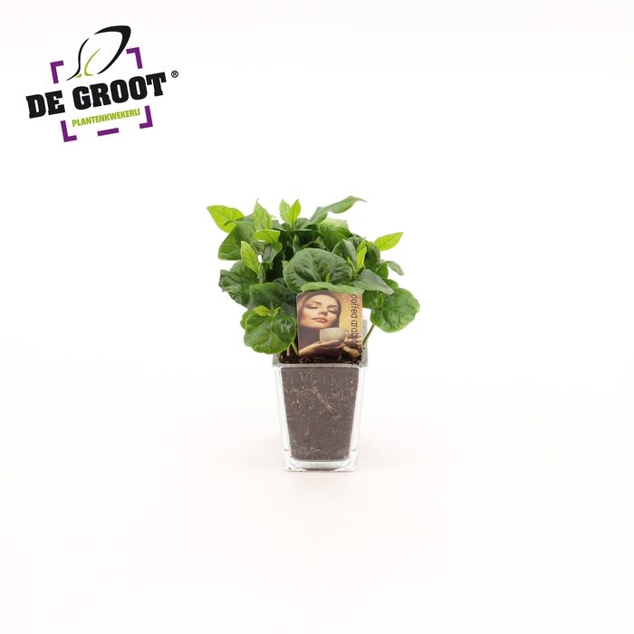 <h4>Coffea in accubakje</h4>