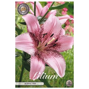 Lilium Morpho Pink x2 l