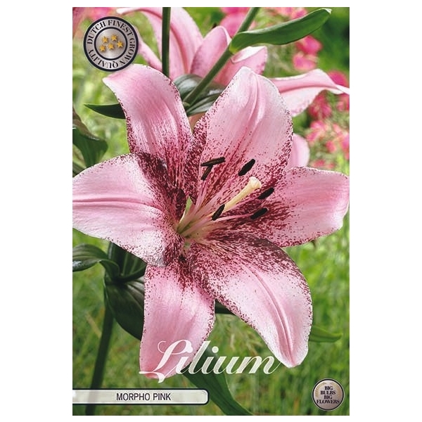 <h4>Lilium Morpho Pink x2 l</h4>