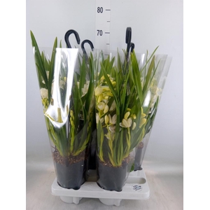 Cymbidium  'Ice Cascade'