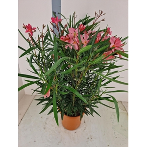 NERI OLEANDER