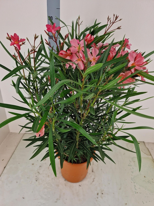 <h4>NERI OLEANDER</h4>
