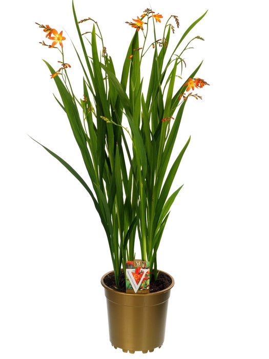 <h4>Crocosmia mix</h4>