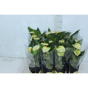 ANTHURIUM VANILLA P09 PREMIUM
