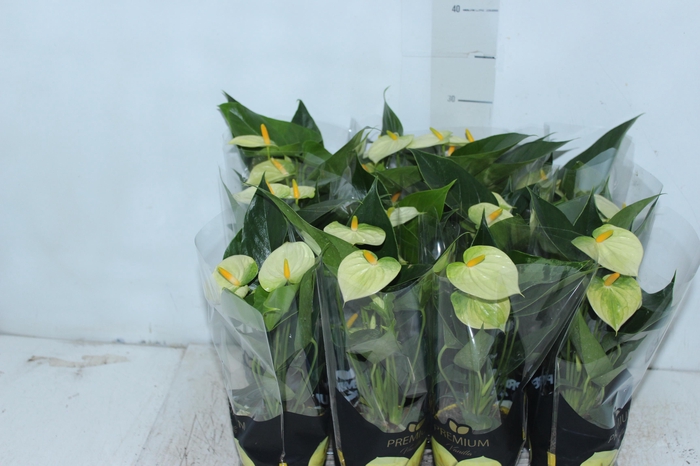 ANTHURIUM VANILLA P09 PREMIUM