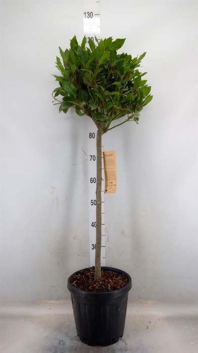 <h4>Laurus nobilis</h4>