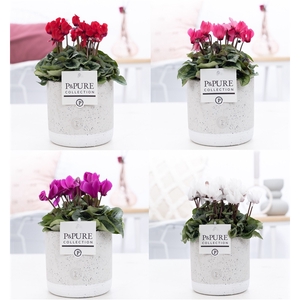 Cyclamen SS Picasso Mix in Jade Ceramic PC
