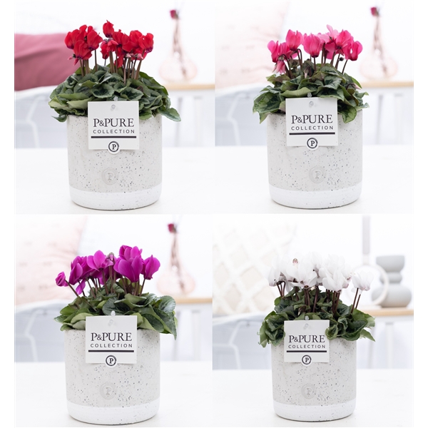 <h4>Cyclamen SS Picasso Mix in Jade Ceramic PC</h4>
