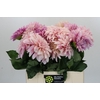 Dahlia Cafe Au Lait