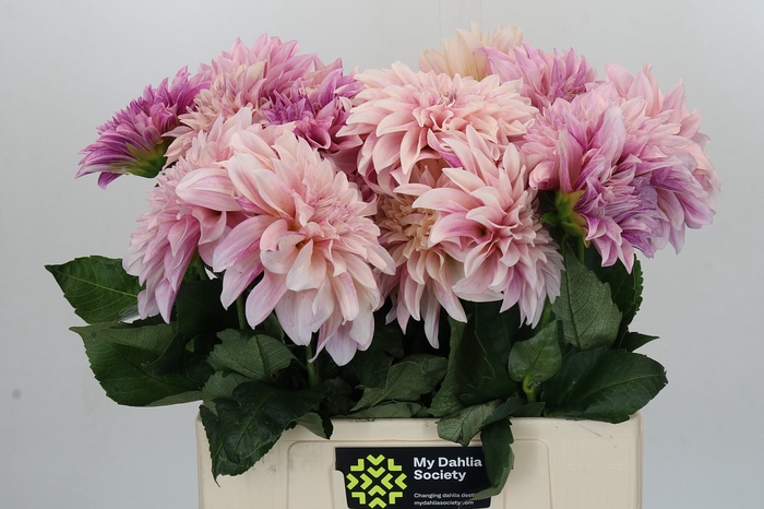 Dahlia Cafe Au Lait