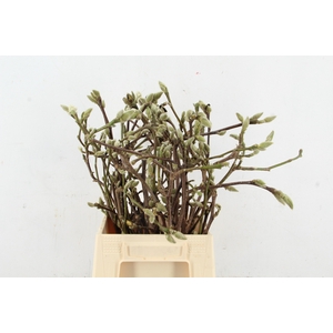 MAGNOLIA SUPERBA 050CM