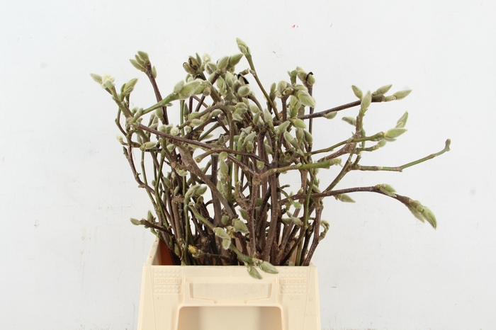 <h4>MAGNOLIA SUPERBA 050CM</h4>