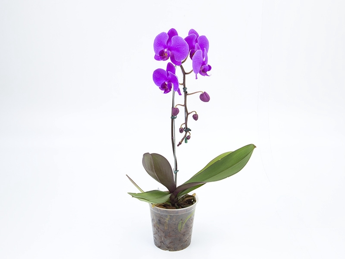 <h4>PHALAENOPSIS CASCATA P12 ROSA</h4>